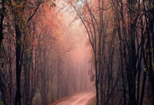 法国女足队长领衔，带领球队征战国际赛